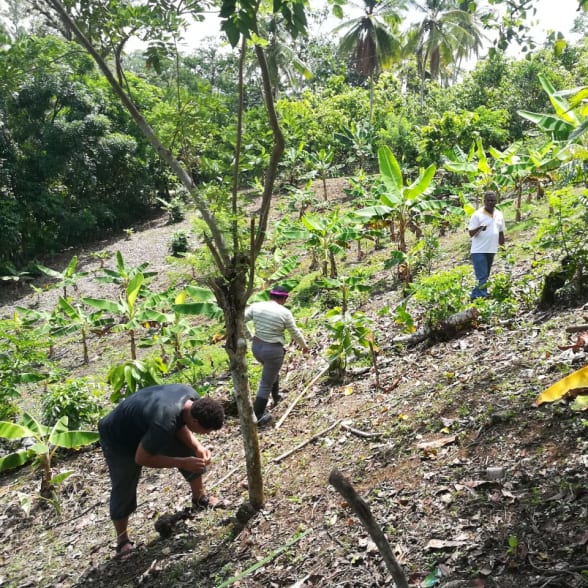 Dominican Republic Cocoa