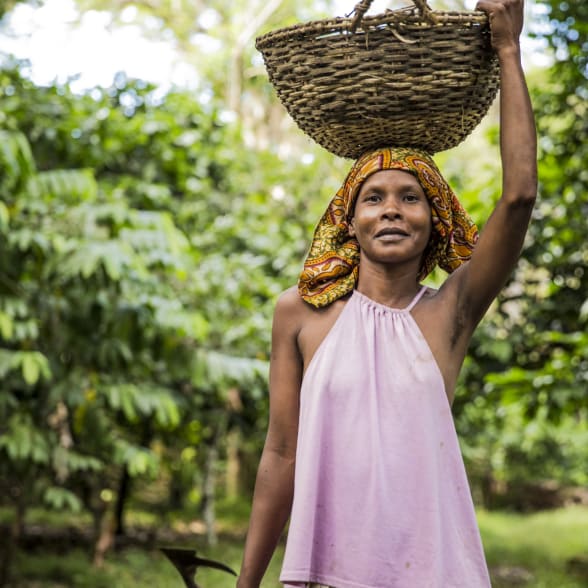 cocoa producer in Millot Madagascar