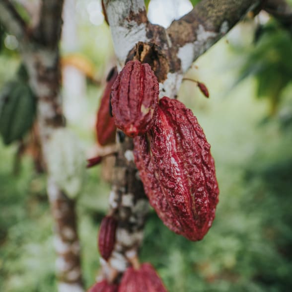 Belize Cocoa