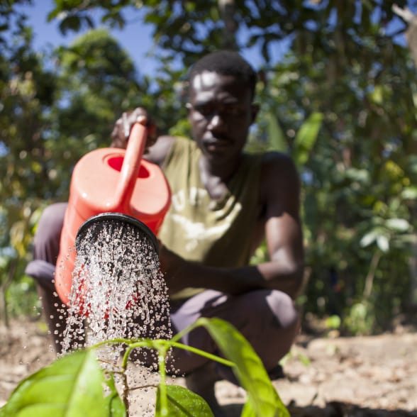 Agroforesterie jardins créoles