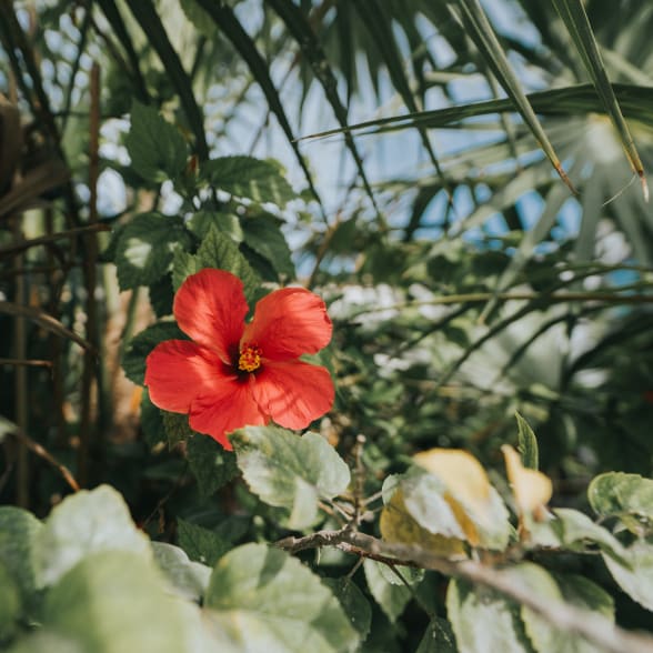 Belize Biodiversité