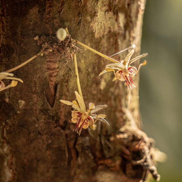 fleur de cacaoyer