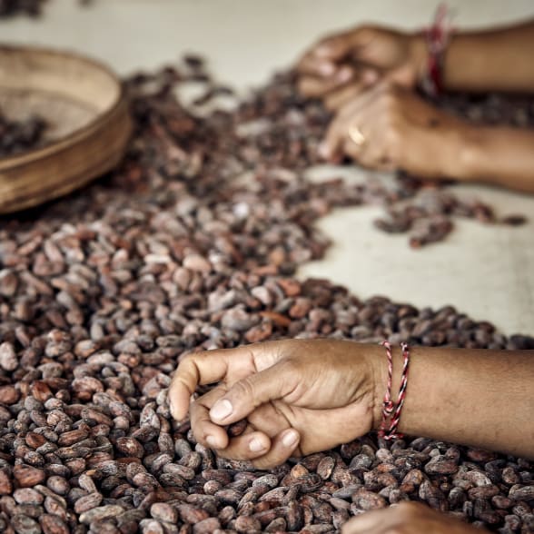 Valrhona.com-nos-expertises-la-selection-et-la-culture-cacao