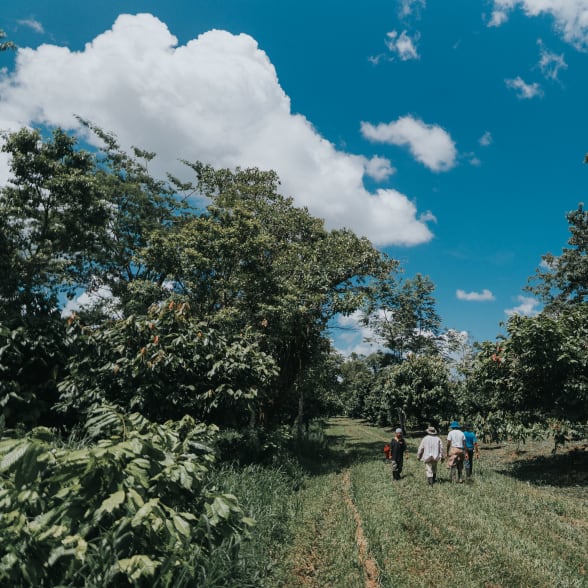 Belize cocoa plantation