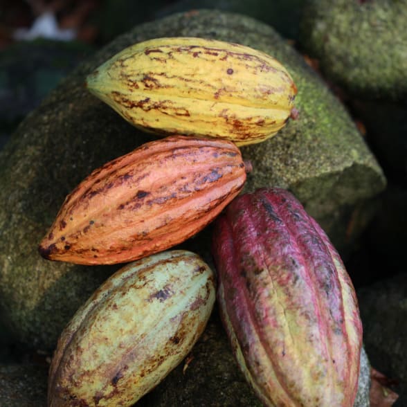 Cabosse de Cacao Vénézuela