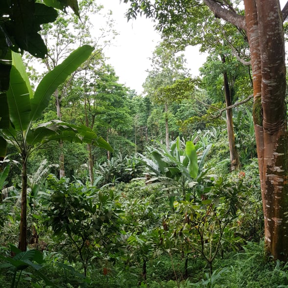 Sao Tomé plantation Valrhona