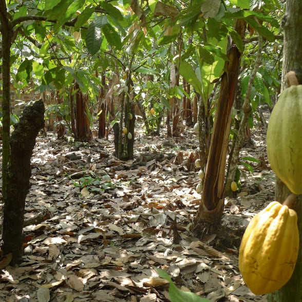 Plantation en Equateur