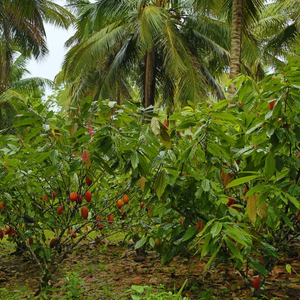 Growing cocoa in the Dominican Republic