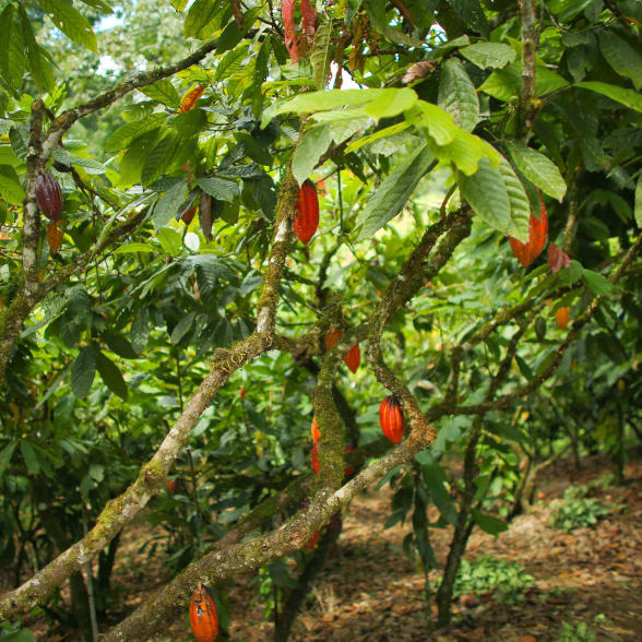 cacaoyer brésil M Libano