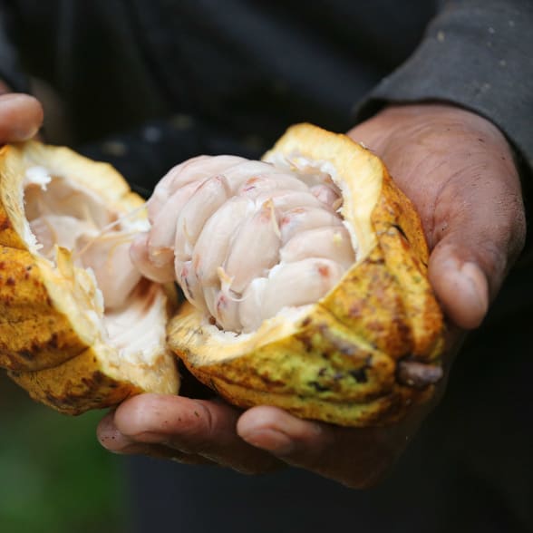 コオプロアグロ|カカオ