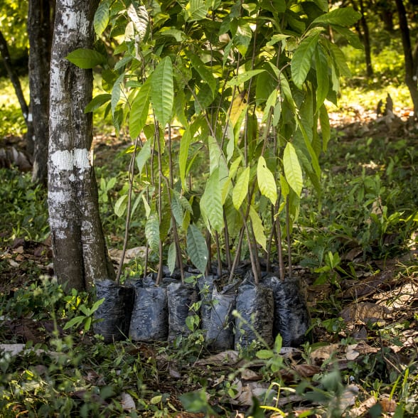 Cacao forest