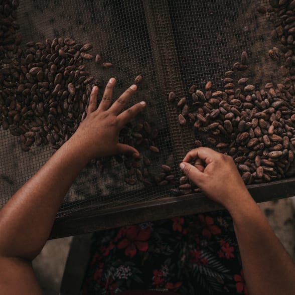 Tri des fèves de cacao