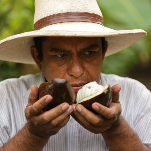 Cacao Gran Blanco