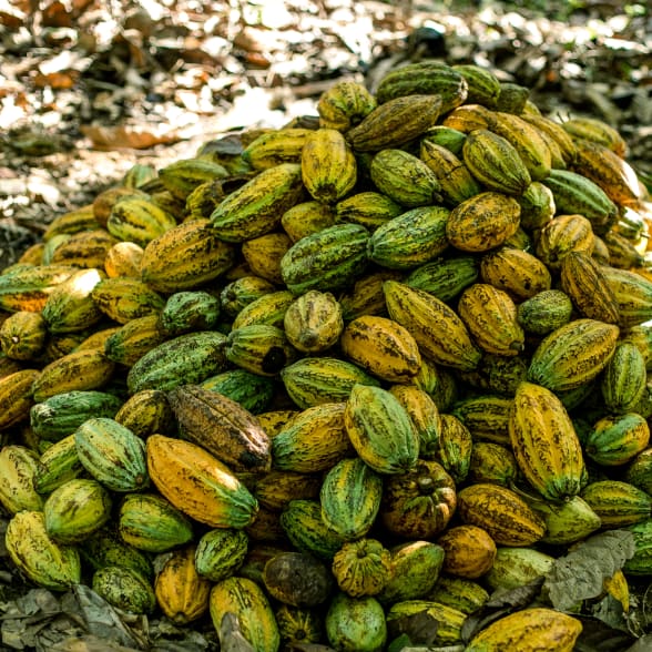 Cacao Ghana Fedco