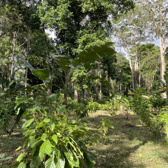 Plantation Cacao San José