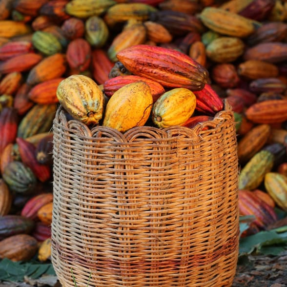 fèves de cacao séchées