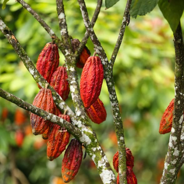 cocoa pods Valrhona Madagascar