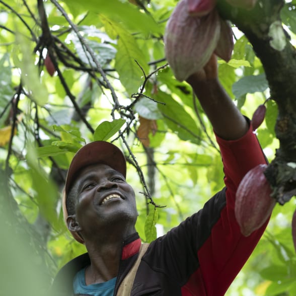 iVORY COAST COCOA PRODUCER