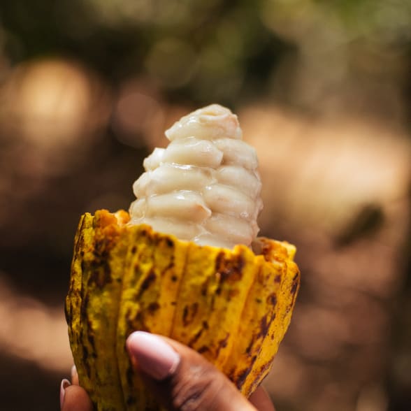 ghana cocoa pod