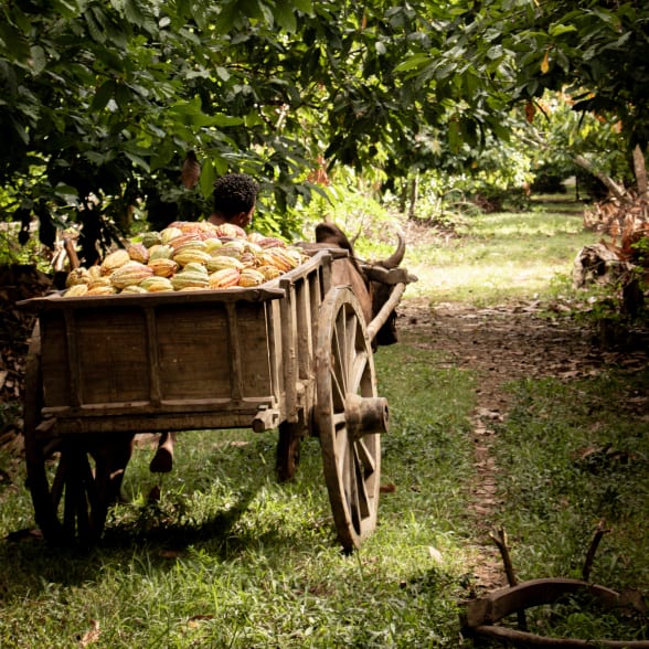 cocoa producer Madgascar