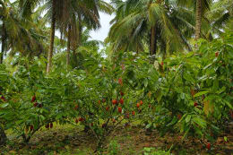 Cocoa plantation