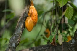 Cacao from Ecuador