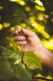 Pariani Harvest Season