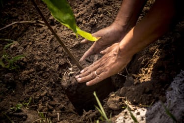 Valrhona Protecting and regenerating ecosystems