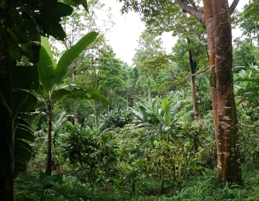 São Tomé 76% Valrhona