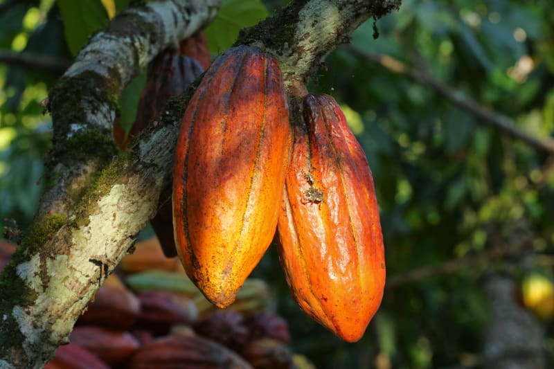 Fève de cacao — Wikipédia