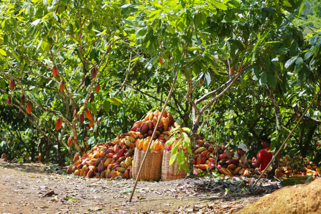 Valrhona's cocoa in Brasil