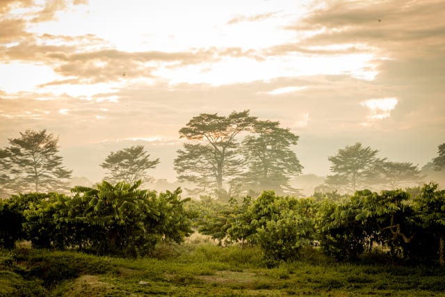 Árboles en una plantación de cacao en Madagascar