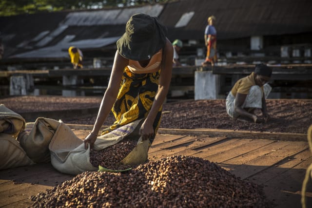 발로나의 카카오 생산자 in 마다가스카르