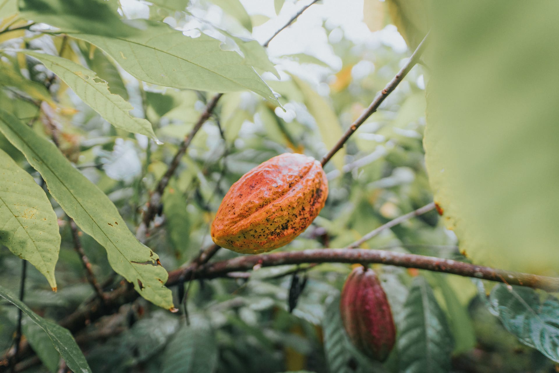 Cacao Belize