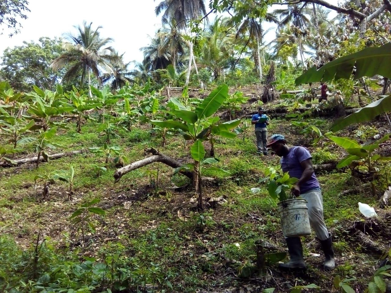 Cacao Forest République Dominicaine