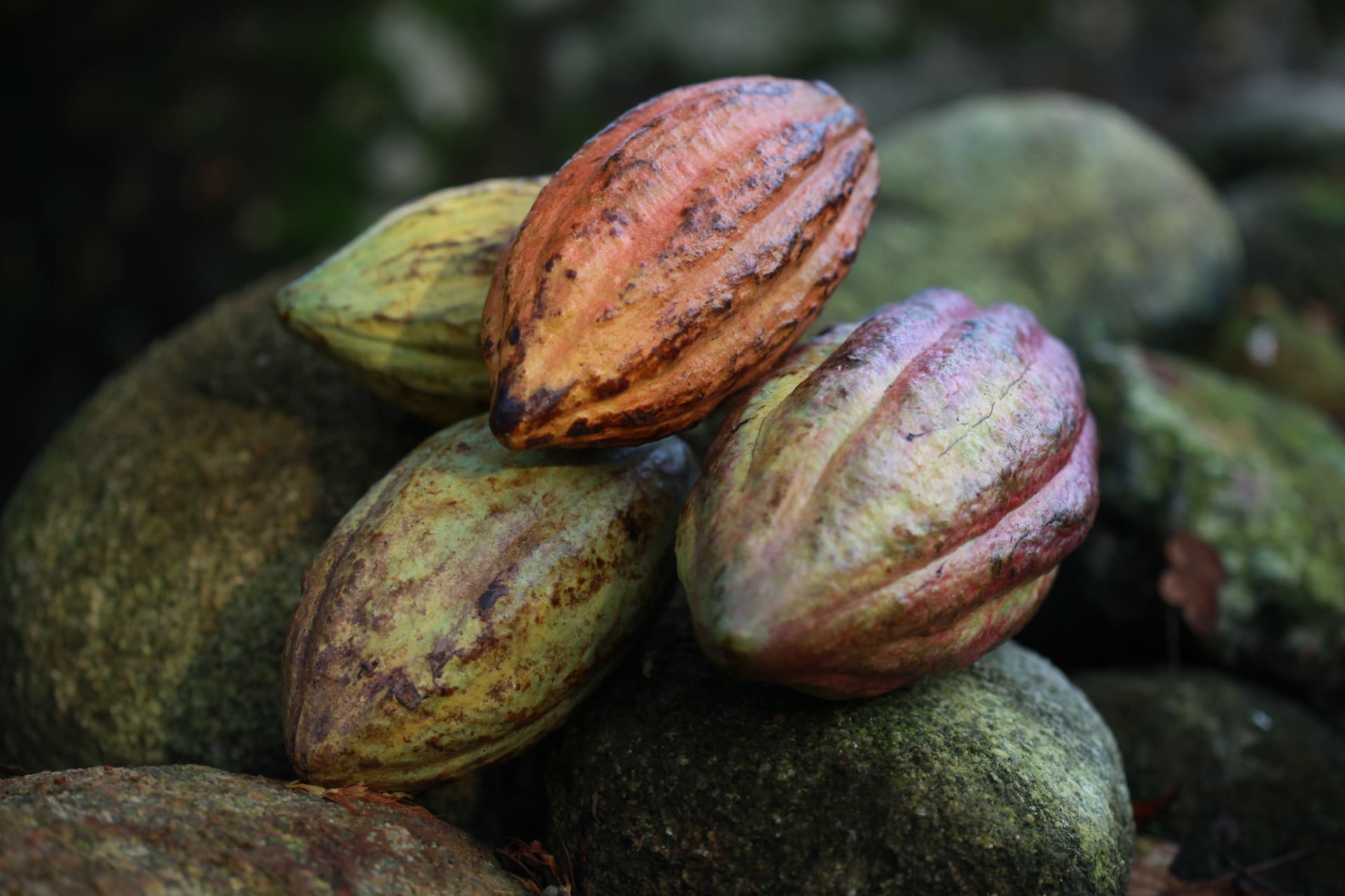 Plantation El Pedregal Venezuela