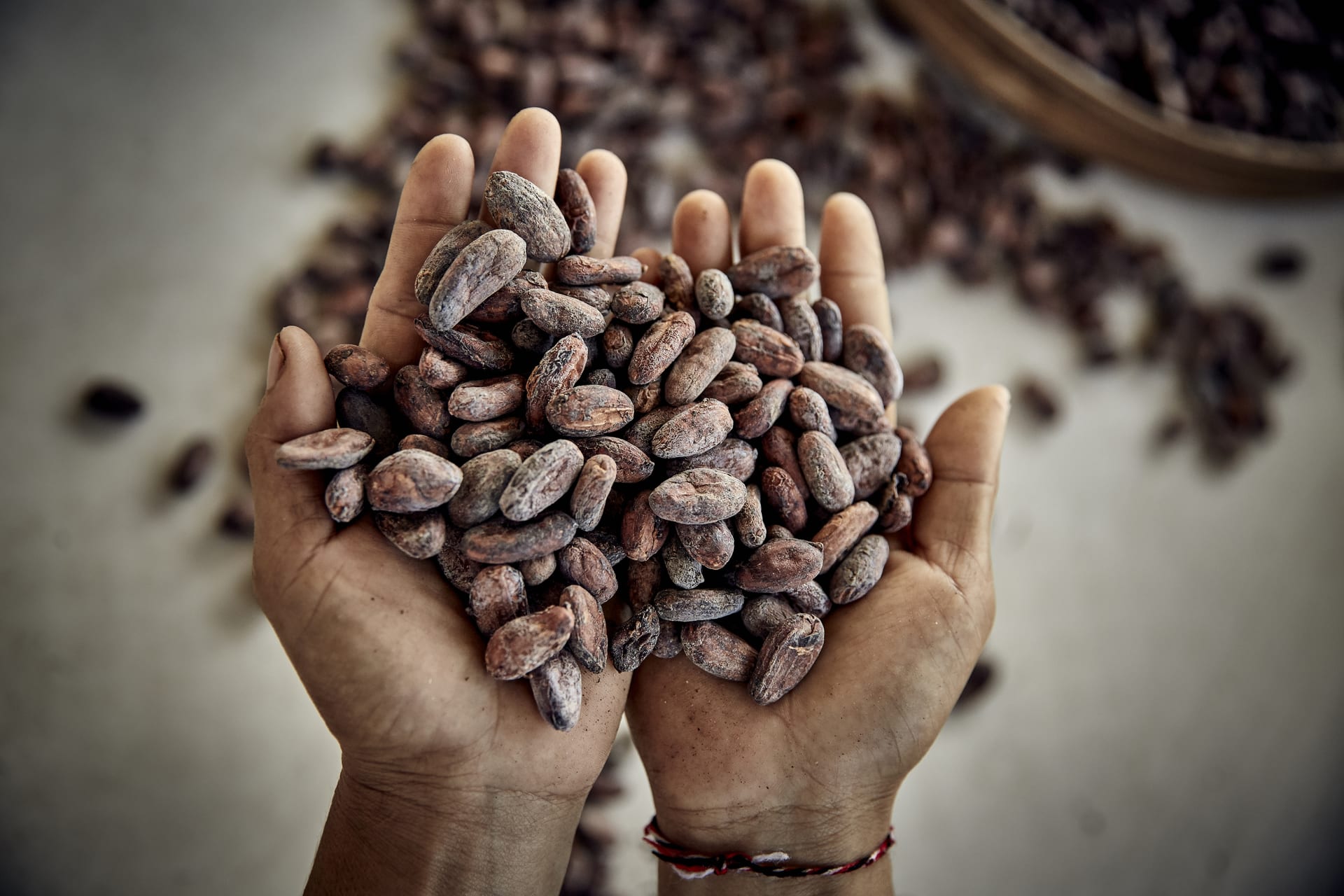 Traçabilité cacao Bali