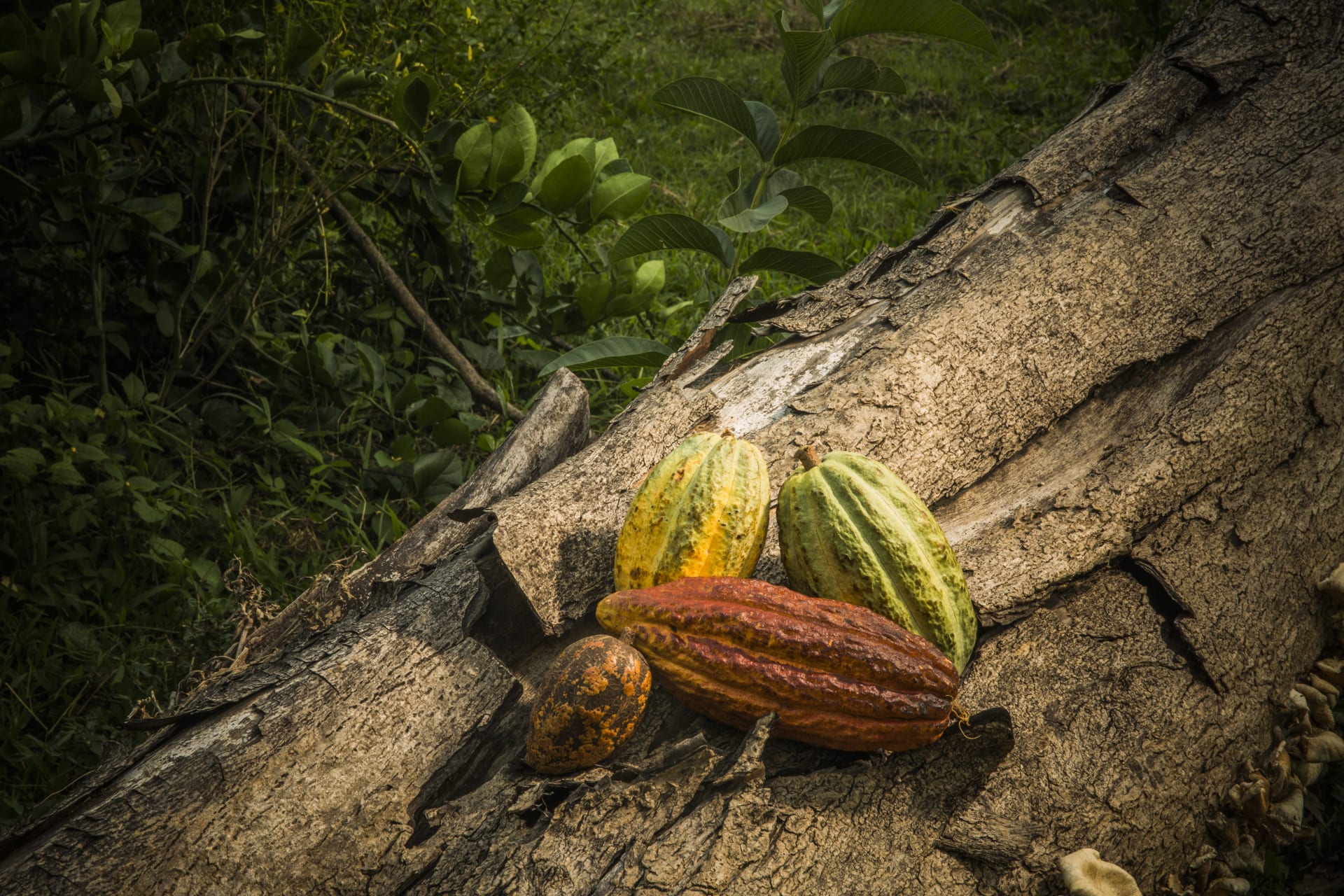 Valrhona.com-Tra&ccedil;abilit&eacute;