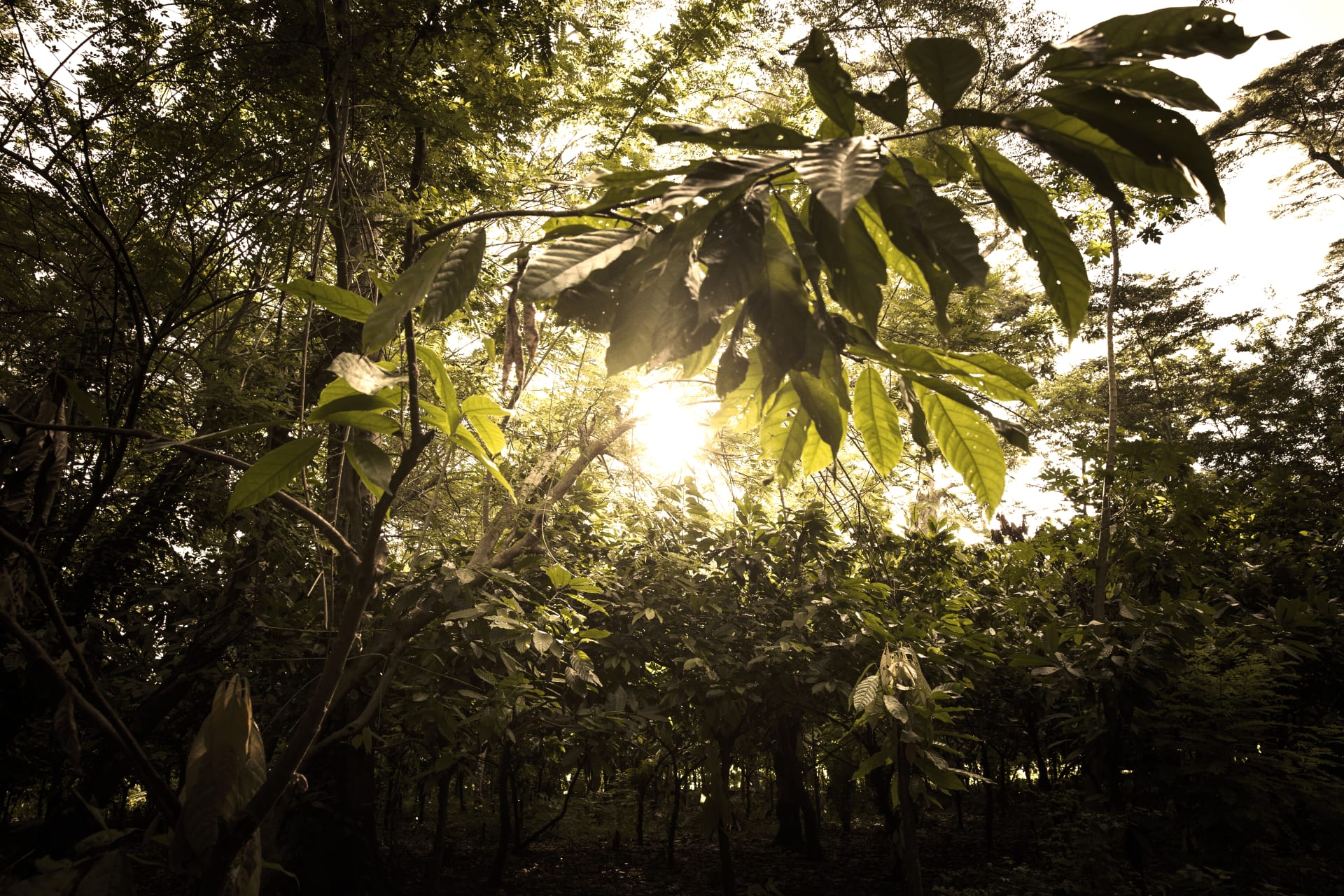 L’empreinte environnementale du cacao mADAGASCAR