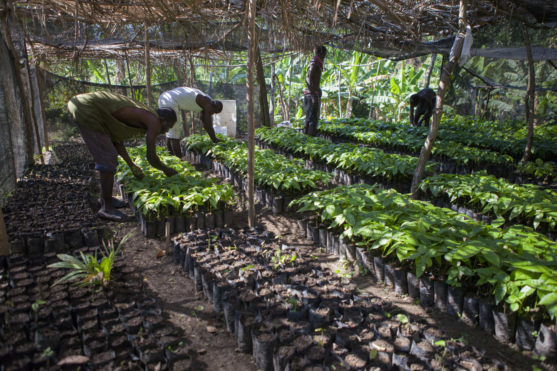 R&eacute;g&eacute;n&eacute;ration des jardins cr&eacute;oles Ha&iuml;ti