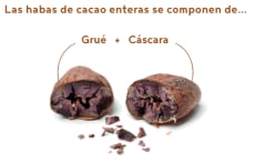 cacao en grano