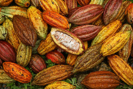 cacaoyer