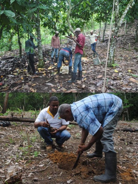Cacao Forest formations des producteurs