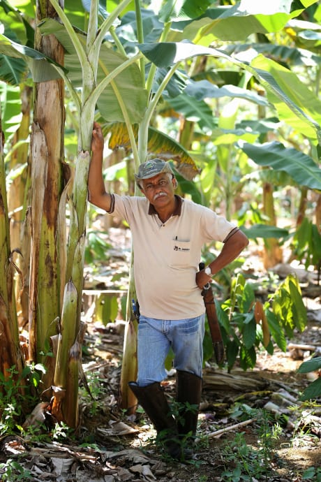 Plantation Br&eacute;sil