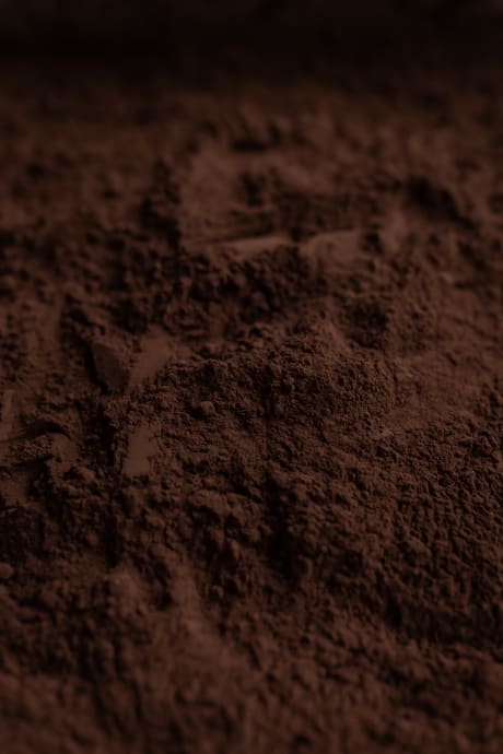 Poudre de cacao