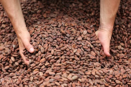 Cocoa bean Valrhona Chocolate