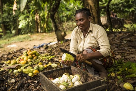 Cacao - Origine, définition, usages, bienfaits