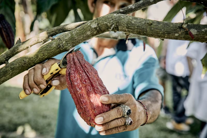 Bali producteur avec cabosse cacao