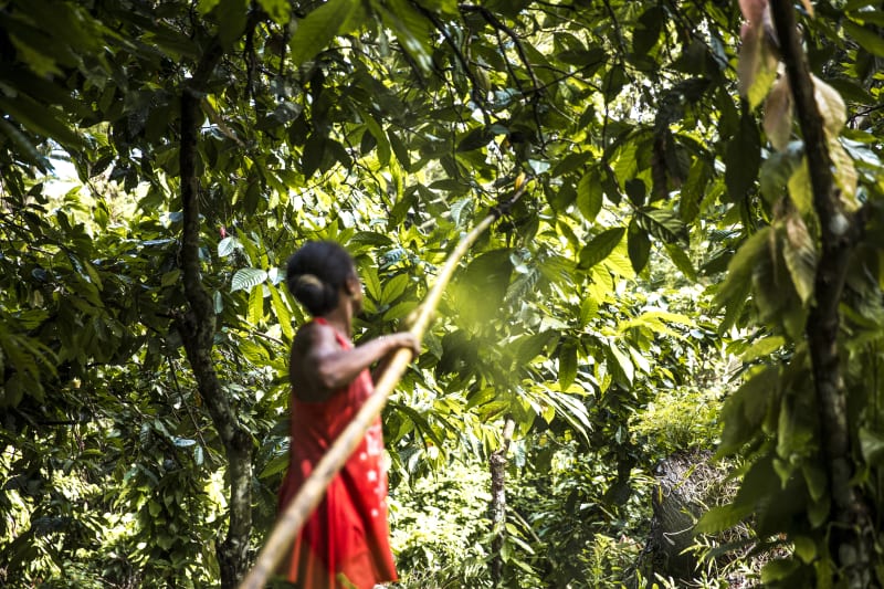 Valrhona.com - Cacao Forest