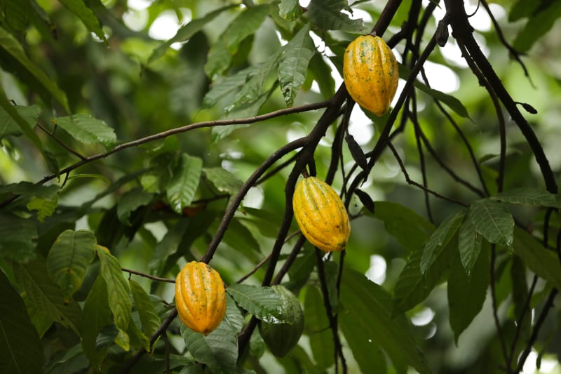Valrhona.com-Norandino-Gran-Blanco